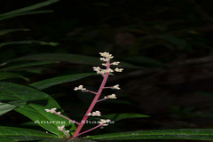 Ardisia paniculata